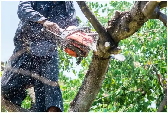 tree services Loyal